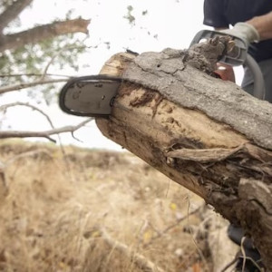 Во Владимирской области «черные лесорубы» спилили 13 сосен