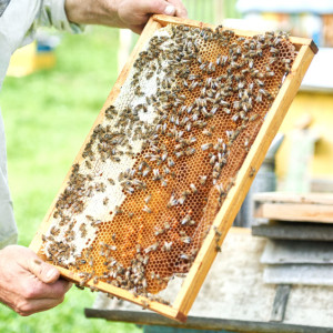 Савватий Пчельник: что можно и нельзя делать 10 октября