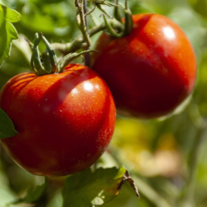 Жительница Владимирской области вырастила гигантский помидор