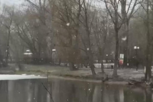 Во владимирском Соловьином пруду массово погибли мальки