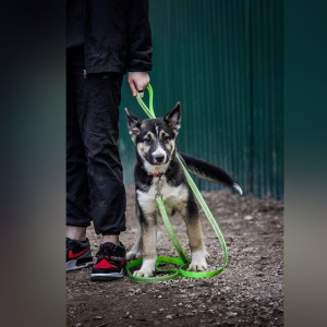 Во Владимире приюту для животных «Валента» разрешили переехать в промзону