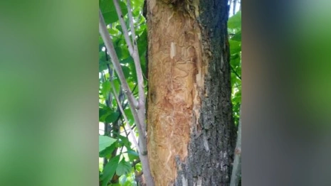 Во Владимире и 4 районах области ввели карантин из-за ясеневой златки