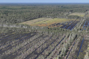 Во Владимирской области трижды за год горели торфяники