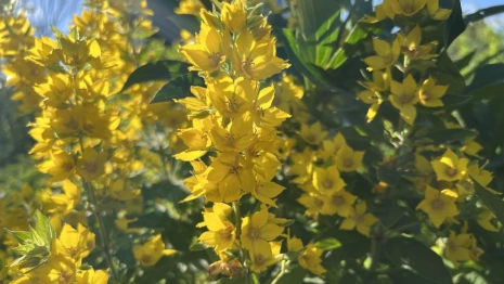 Владимирцев предупредили об аномальной жаре 26 августа