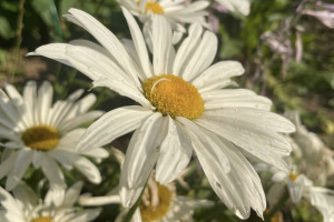 Во Владимирской области 11 июля спрогнозировали высокую пожарную опасность