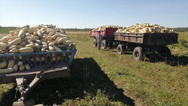 В Вязниковском районе собрали 1 800 тонн кабачков