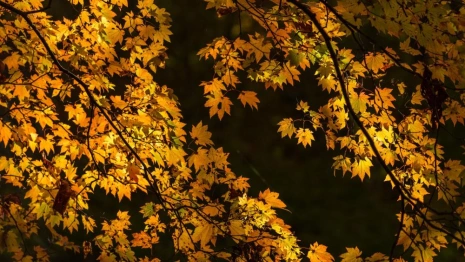 Прогноз погоды во Владимире и области на 2 ноября 2025 года