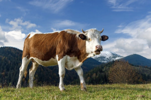 Народные приметы на 19 февраля 2024: что можно и нельзя делать на Вуколу Телятника