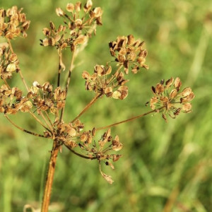 Во Владимире назвали заросшие борщевиком районы