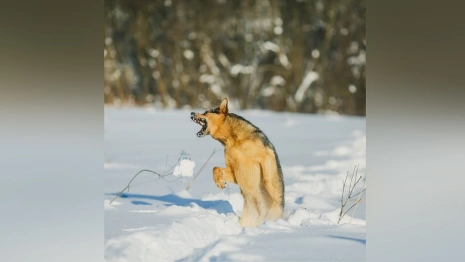 Во Владимирской области начали действовать новые требования к выгулу собак
