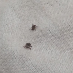 Во Владимирской области первый в 2025 году клещ укусил 9-летнего ребенка