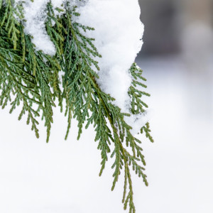 Во Владимирской области на неделе вернется плюсовая погода