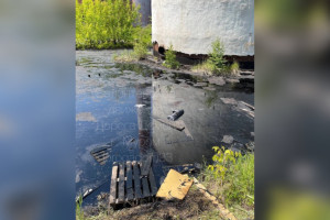 В озере из мазута в Муроме нашли трупы животных