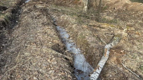 Вырубка 260 деревьев в Юрьев-Польском районе привела к уголовному делу