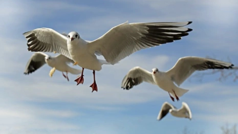 Во Владимирской области на берегу Оки нашли очаг птичьего гриппа