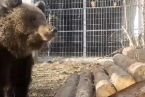 Пойманный в Александровском районе медвежонок пережил операцию
