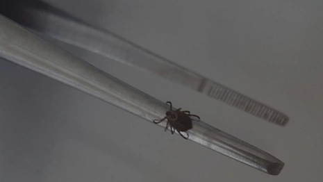 С жителей Владимирской области сняли 10 зараженных вирусами клещей