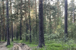 Во Владимирской области во второй раз ввели особый противопожарный режим