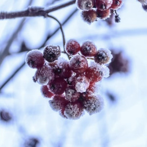 Прогноз погоды во Владимирской области на 12 января