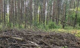 В Судогде лес захламили ветками после рубки деревьев