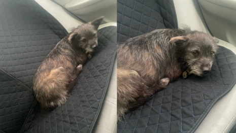 В Судогодском районе неизвестные выкинули собаку на заправке трассы М-12