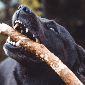 Во Владимирской области алабай покусал человека и сломал ему кости