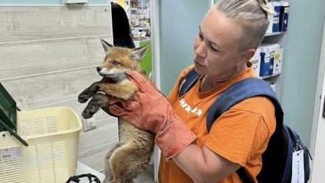 Владимирские волонтеры спасли раненого лисенка