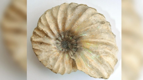 Владимирцы смогут вновь увидеть окаменелости возрастом 100 млн лет