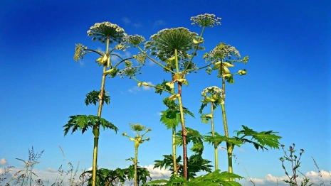 Вызывающие химические ожоги растение заполонило поля Владимирской области
