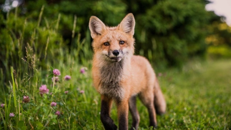 Мартын Лисогон: что можно и нельзя делать 27 апреля