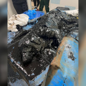 На волоске от смерти. Волонтеры из Мурома спасли тонущую в мазуте собаку