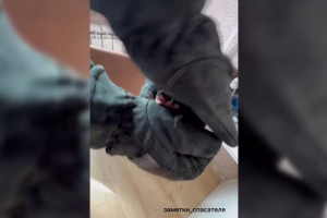 В Коврове жильцов квартиры спасли от летучей мыши