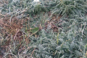 Во Владимирскую область пришли первые заморозки