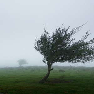 Во Владимире поднимется штормовой ветер