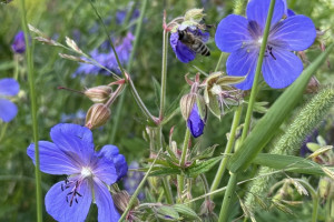 Прогноз погоды во Владимирской области на 26 июня 2025 года