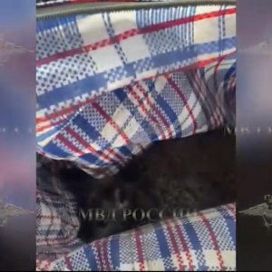 Задержанного во Владимирской области похитителя кенгуру отправили в психбольницу