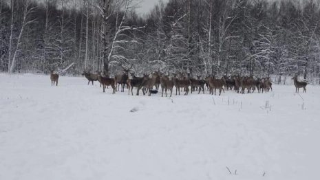 Во Владимирской области сняли на видео обед благородных оленей