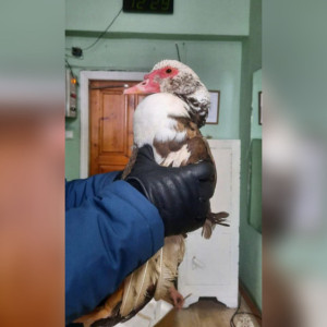 В Судогде сотрудники МЧС спасли замерзающую индоутку