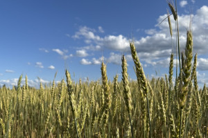 Прогноз погоды во Владимирской области на 9 июля 2025 года