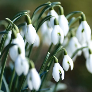 Синоптики рассказали о погоде во Владимирской области на 8 марта