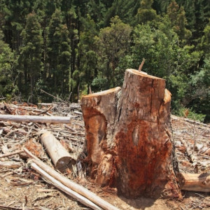 Во владимирском парке «Дружба» остановили незаконную вырубку леса