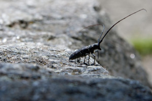 Прокуратура заинтересовалась нашествием усачей во Владимирской области