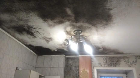 Во Владимире 105-летняя двухэтажка утонула в плесени 