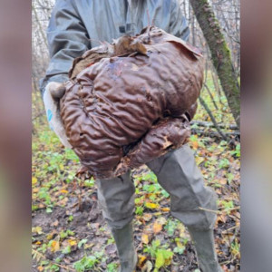 Во Владимирской области нашли огромный гриб-головач