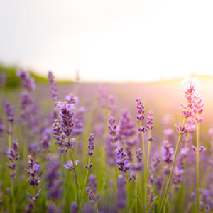 Прогноз погоды во Владимирской области на 30 августа