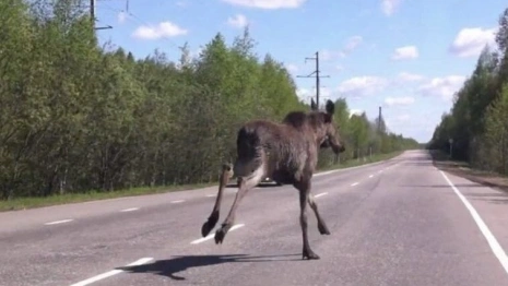 Во Владимирской области за последние годы произошло 412 ДТП с дикими животными