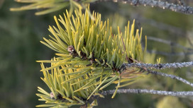 Прогноз погоды во Владимирской области на 28 марта 2026 года