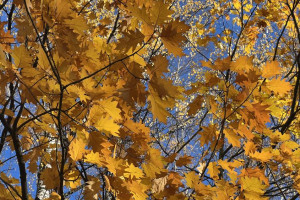 Во Владимирской области октябрь начнется с потепления