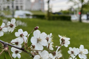 Прогноз погоды во Владимире и области на 1 мая