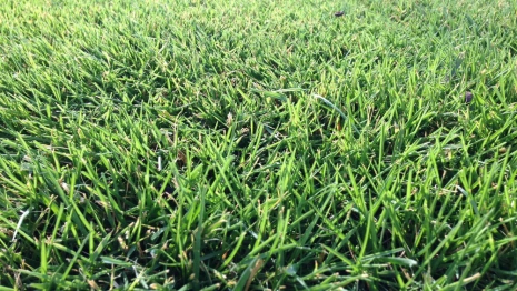 Во Владимирской области у владельца конфисковали 14 га заброшенных сельхозземель